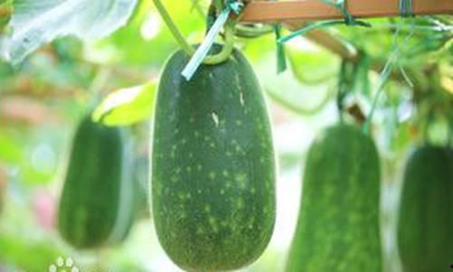 阳春网红吃瓜事件,揭秘网络舆论背后的真相与争议 第1张 阳春网红吃瓜事件,揭秘网络舆论背后的真相与争议 第1张