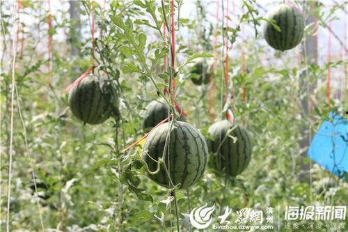 汾阳吃瓜最新事件爆料视频,最新爆料视频揭秘惊人内幕 第2张 汾阳吃瓜最新事件爆料视频,最新爆料视频揭秘惊人内幕 第2张